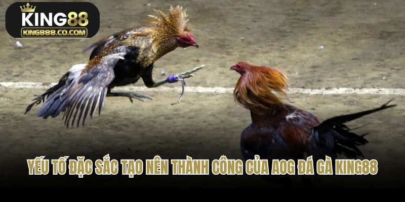 Một số yếu tố đặc sắc tạo nên thành công của AOG đá gà King88