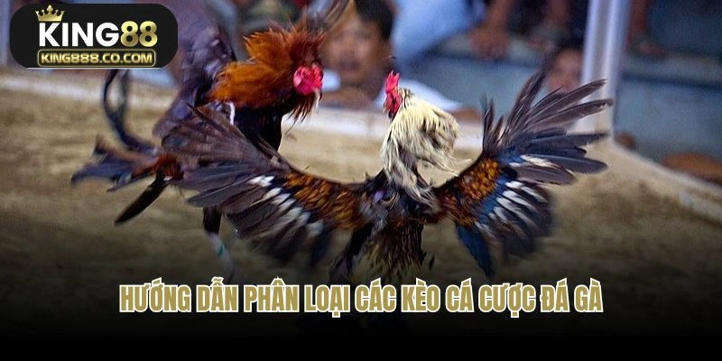 Hướng dẫn phân loại các kèo cá cược đá gà